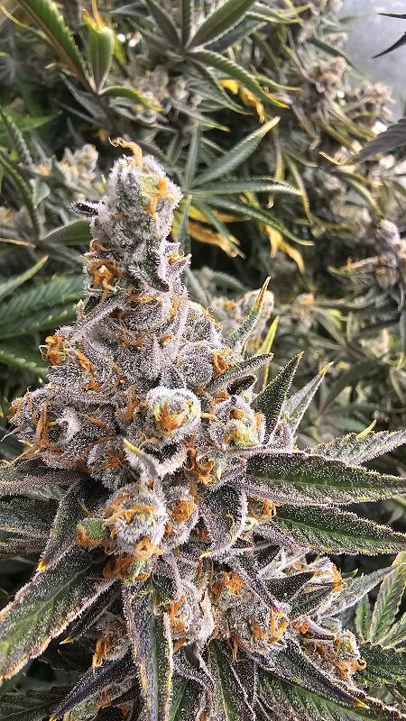 Click image for larger version

Name:	20240924_055807.jpg
Views:	0
Size:	3.11 MB
ID:	664023