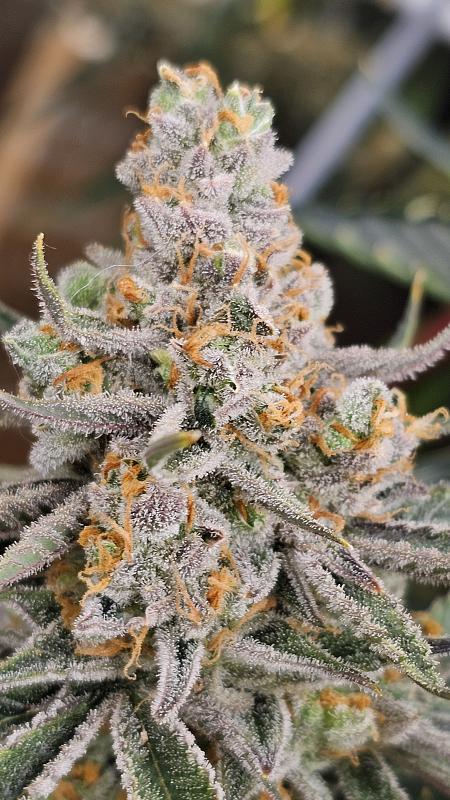 Click image for larger version

Name:	20240924_055958.jpg
Views:	0
Size:	2.06 MB
ID:	664022