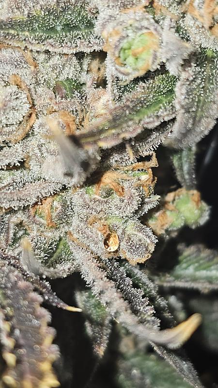 Click image for larger version

Name:	20241003_205810.jpg
Views:	0
Size:	1.93 MB
ID:	664020