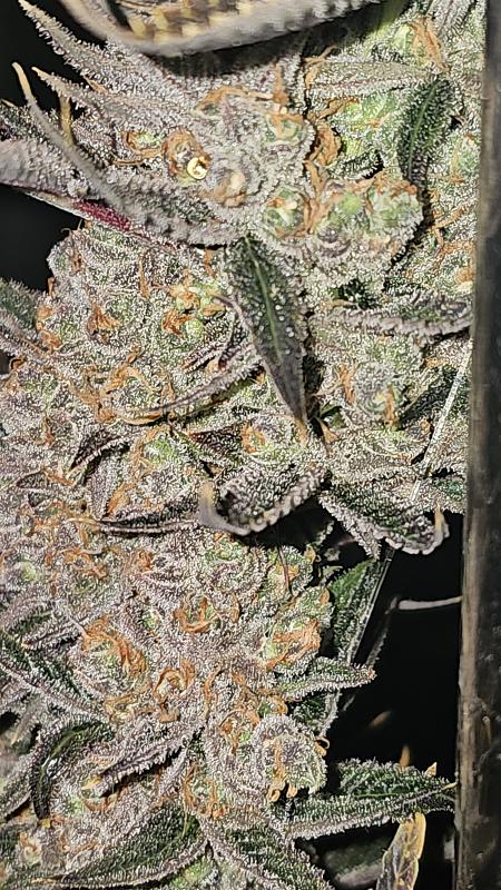 Click image for larger version

Name:	20241003_205833.jpg
Views:	0
Size:	2.20 MB
ID:	664021