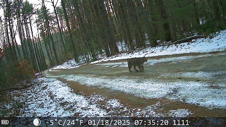 Click image for larger version

Name:	BOBCAT.jpg
Views:	169
Size:	901.1 KB
ID:	639683