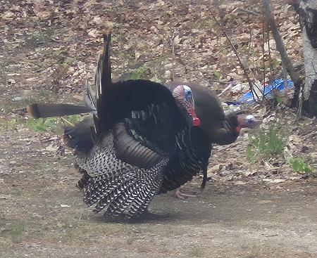Click image for larger version  Name:	TURKEY 5.jpg Views:	0 Size:	588.1 KB ID:	645585