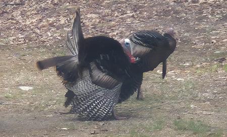 Click image for larger version  Name:	TURKEY 8.jpg Views:	0 Size:	542.8 KB ID:	645593