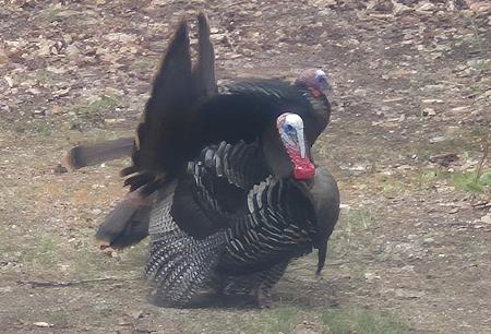 Click image for larger version  Name:	TURKEY 7.jpg Views:	0 Size:	430.0 KB ID:	645587