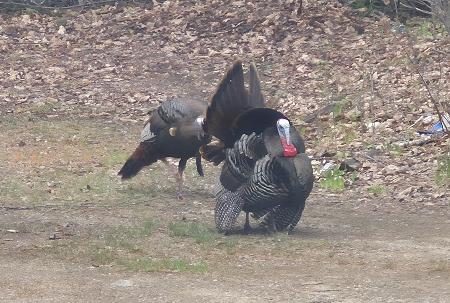 Click image for larger version  Name:	TURKEY 6.jpg Views:	0 Size:	1.18 MB ID:	645589