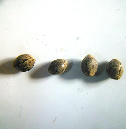 Click image for larger version

Name:	cannabis-seeds-closeup.jpg
Views:	36
Size:	304.1 KB
ID:	646130