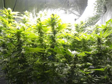 Click image for larger version

Name:	flowering-stage-cannabis-probably-needs-more-defoliation.jpg
Views:	32
Size:	350.8 KB
ID:	647333