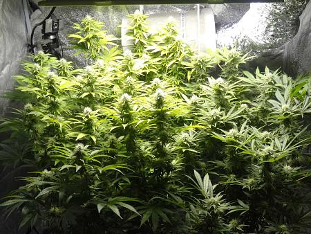Click image for larger version

Name:	week-8-flowering-stage-cannabis-plants.jpg
Views:	29
Size:	365.6 KB
ID:	647334