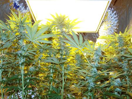 Click image for larger version

Name:	upskirt-flowering-cannabis-hps-grow-light.jpg
Views:	29
Size:	443.8 KB
ID:	647335