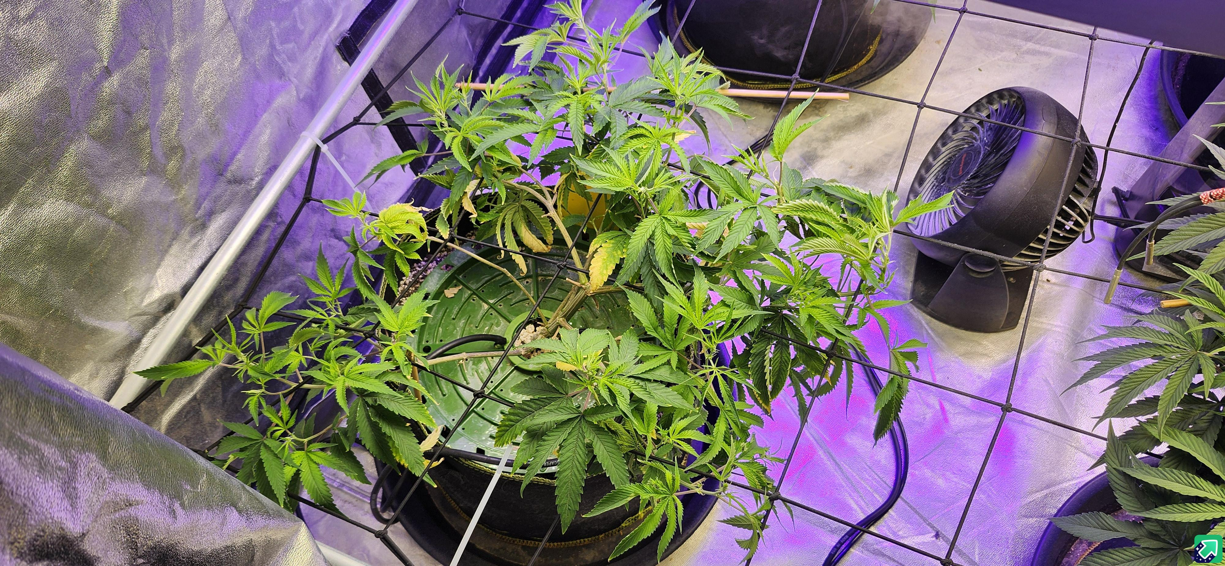 Click image for larger version

Name:	06012025 Sick Plant.jpg
Views:	128
Size:	2.47 MB
ID:	647986