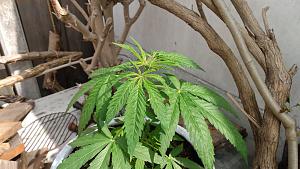 Click image for larger version

Name:	Plant 02.jpg
Views:	104
Size:	2.29 MB
ID:	649020