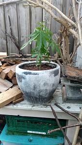 Click image for larger version

Name:	Plant 03.jpg
Views:	68
Size:	2.19 MB
ID:	649021