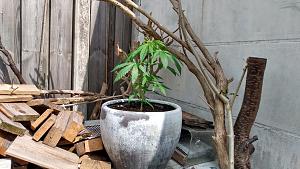 Click image for larger version

Name:	Plant 01.jpg
Views:	68
Size:	2.27 MB
ID:	649022