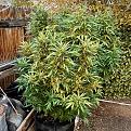 Click image for larger version

Name:	IMG_6298.jpg
Views:	59
Size:	3.49 MB
ID:	653610