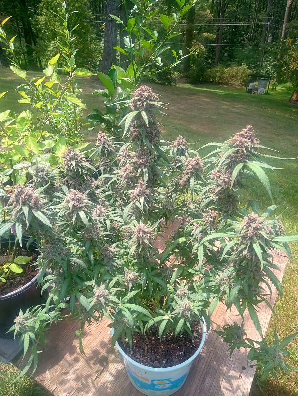 Click image for larger version

Name:	IMG_20250817_134410922_HDR.jpg
Views:	61
Size:	4.97 MB
ID:	654970
