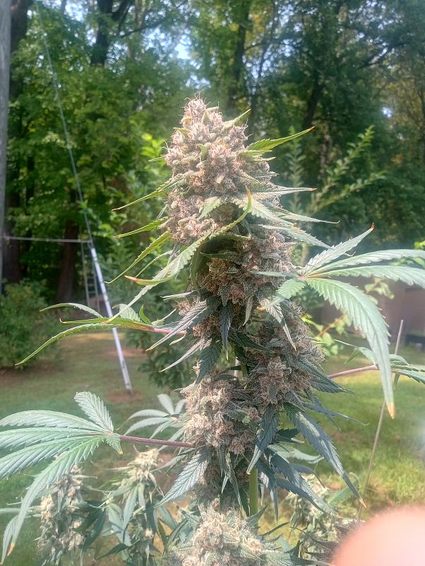 Click image for larger version

Name:	IMG_20250817_141003714_HDR.jpg
Views:	9
Size:	3.89 MB
ID:	654965