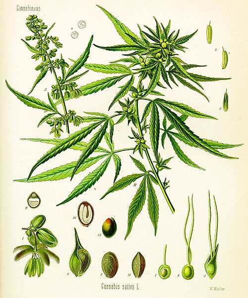Click image for larger version  Name:	Cannabis_sativa_(Köhler).jpg Views:	0 Size:	143.3 KB ID:	655285