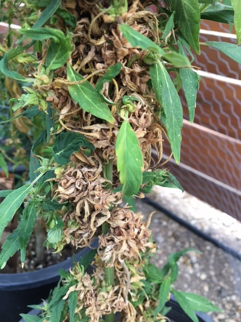 Click image for larger version

Name:	buds-died-after-plant-was-re-vegged-reveg.jpg
Views:	1
Size:	133.6 KB
ID:	655830
