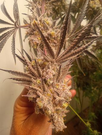 Click image for larger version

Name:	IMG_20250826_182859692_PORTRAIT.jpg
Views:	19
Size:	1.98 MB
ID:	660174