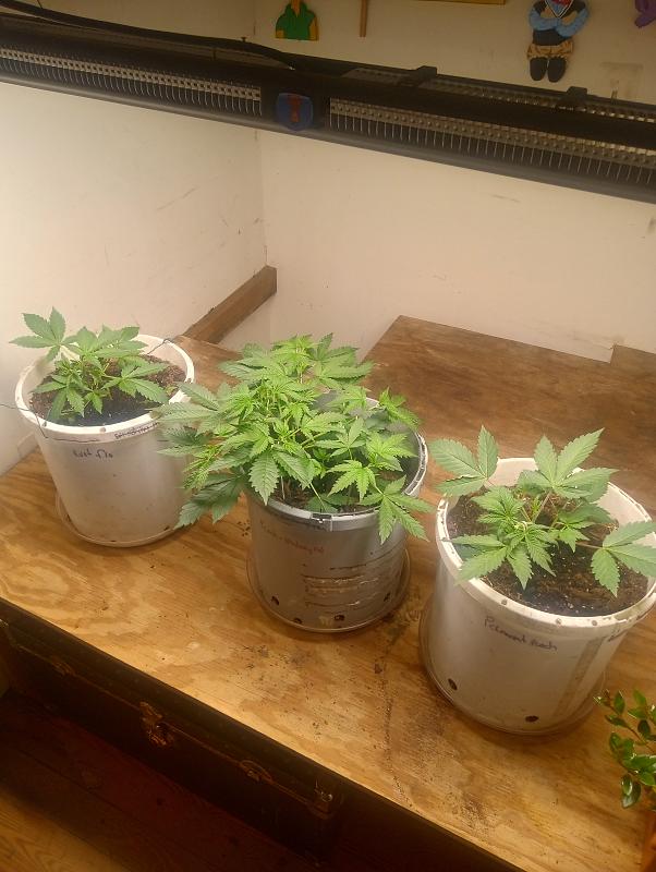 Click image for larger version

Name:	IMG_20251023_174647615_HDR.jpg
Views:	62
Size:	3.61 MB
ID:	658757