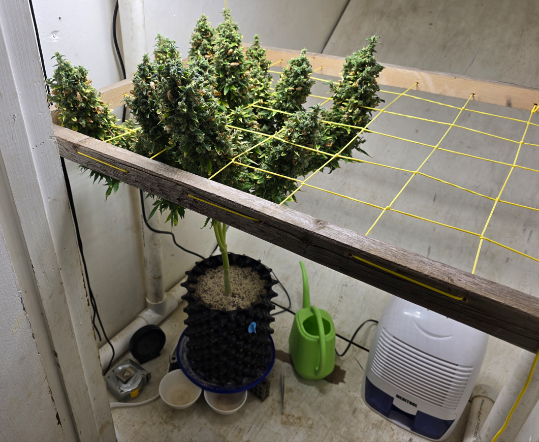 Click image for larger version

Name:	Screenshot 2024-06-14 035203.png
Views:	0
Size:	1.55 MB
ID:	658914