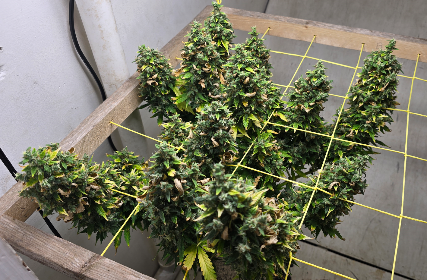 Click image for larger version

Name:	Screenshot 2024-05-29 174438.png
Views:	0
Size:	2.58 MB
ID:	658915