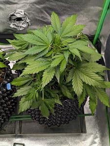 Click image for larger version  Name:	PXL_20251028_105417259.jpg Views:	0 Size:	3.01 MB ID:	658931