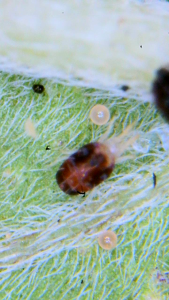 Click image for larger version

Name:	2025_10_13_12_42_37_743.png
Views:	20
Size:	1.25 MB
ID:	660824