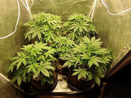 Click image for larger version  Name:	100_0965.jpg Views:	0 Size:	3.70 MB ID:	659015