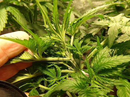 Click image for larger version  Name:	100_0966.jpg Views:	0 Size:	3.18 MB ID:	659016