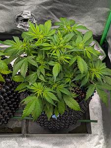 Click image for larger version

Name:	PXL_20251030_204930922.jpg
Views:	0
Size:	3.27 MB
ID:	659046