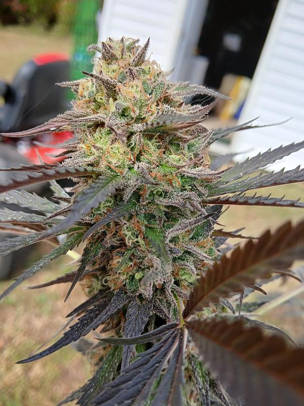 Click image for larger version

Name:	20251026_113100.jpg
Views:	41
Size:	2.66 MB
ID:	659057