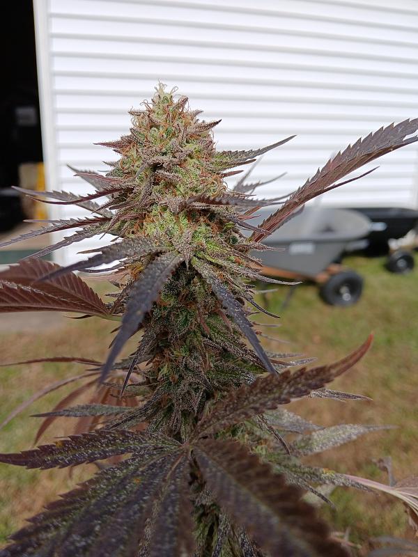 Click image for larger version

Name:	20251026_113107.jpg
Views:	32
Size:	2.44 MB
ID:	659058