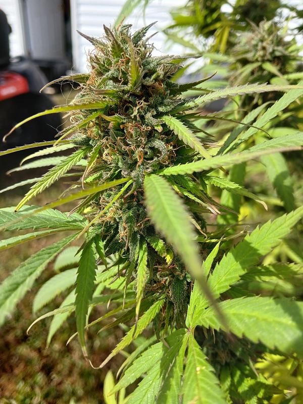 Click image for larger version

Name:	20251025_132756.jpg
Views:	32
Size:	2.82 MB
ID:	659059