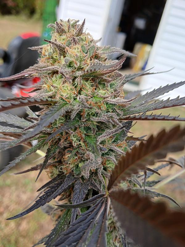 Click image for larger version

Name:	20251026_113058.jpg
Views:	33
Size:	2.62 MB
ID:	659060