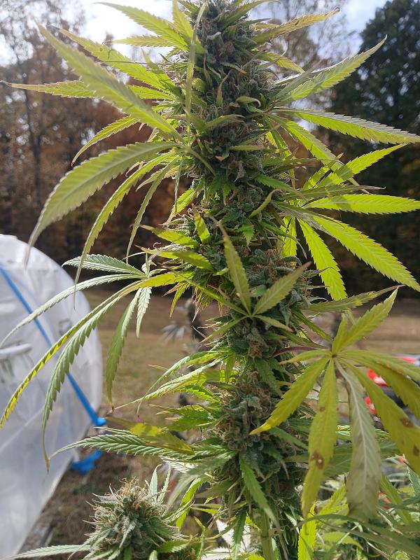 Click image for larger version

Name:	20251025_132748.jpg
Views:	34
Size:	2.79 MB
ID:	659061