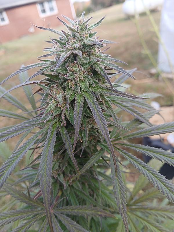 Click image for larger version

Name:	20251025_155525.jpg
Views:	33
Size:	2.71 MB
ID:	659063