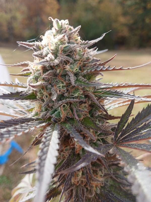 Click image for larger version

Name:	20251025_132849.jpg
Views:	34
Size:	2.16 MB
ID:	659064