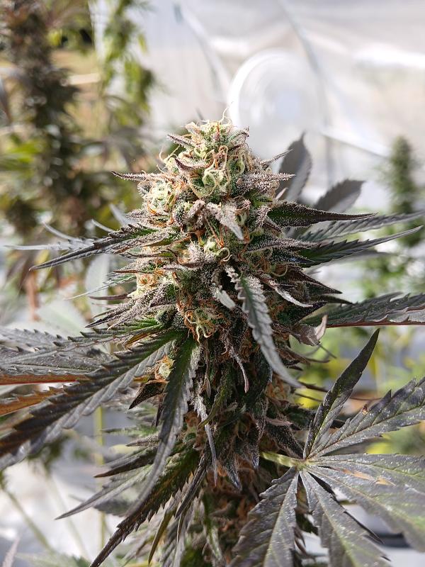 Click image for larger version

Name:	20251022_123110.jpg
Views:	33
Size:	2.38 MB
ID:	659067