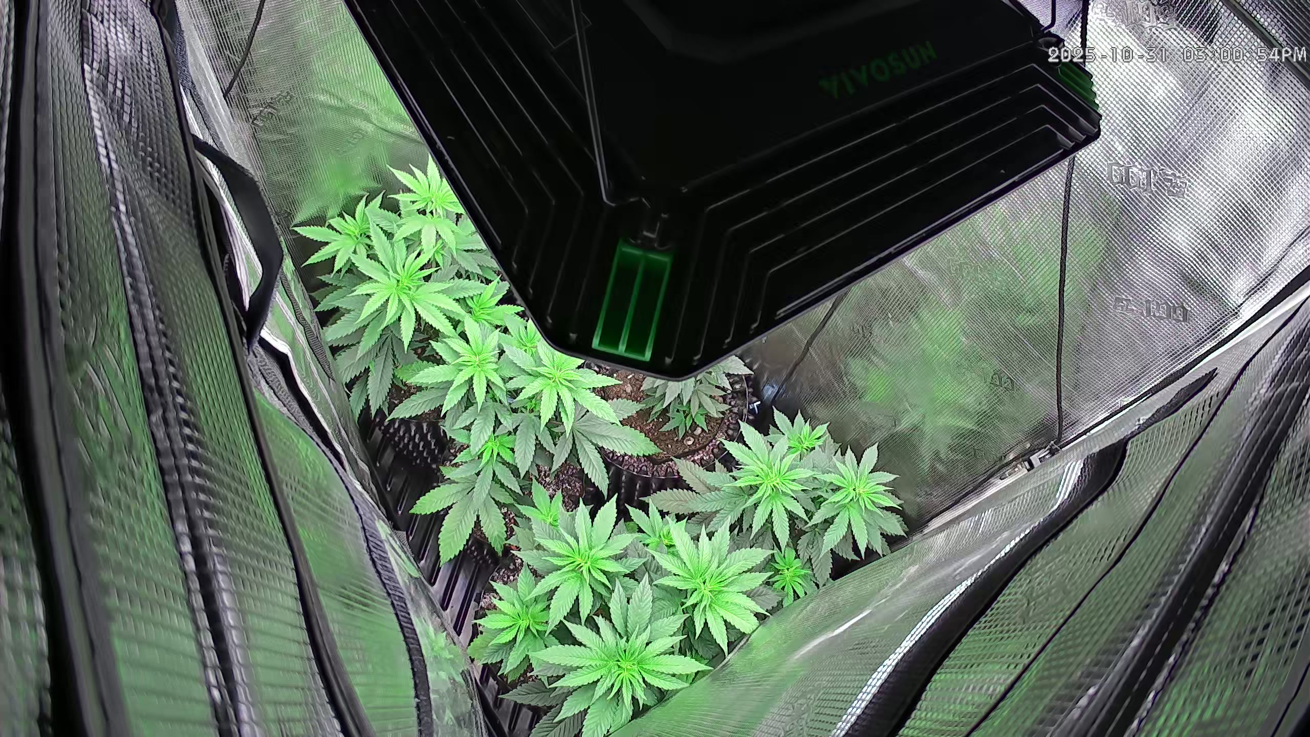 Click image for larger version

Name:	2025-10-31.jpg
Views:	8
Size:	1.16 MB
ID:	659126