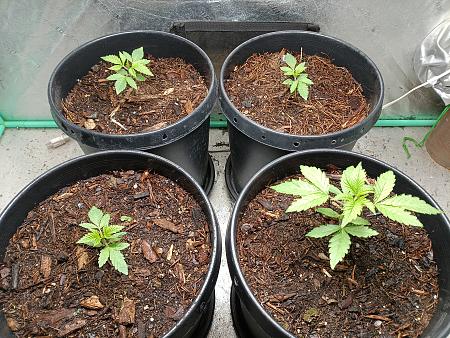 Click image for larger version

Name:	IMG_20251101_080557842.jpg
Views:	0
Size:	4.87 MB
ID:	659144