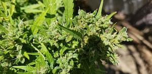 Click image for larger version

Name:	20251102_124644.jpg
Views:	87
Size:	1.93 MB
ID:	659212