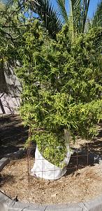 Click image for larger version

Name:	20251102_124613.jpg
Views:	80
Size:	3.67 MB
ID:	659213