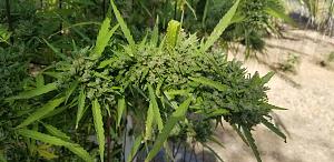 Click image for larger version

Name:	20251103_134630.jpg
Views:	0
Size:	1.77 MB
ID:	659267