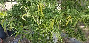 Click image for larger version

Name:	20251103_134645.jpg
Views:	0
Size:	2.58 MB
ID:	659268