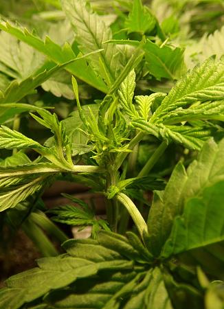 Click image for larger version  Name:	100_0970.jpg Views:	0 Size:	1.45 MB ID:	659311