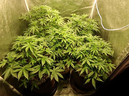 Click image for larger version  Name:	100_0969.jpg Views:	0 Size:	3.90 MB ID:	659312