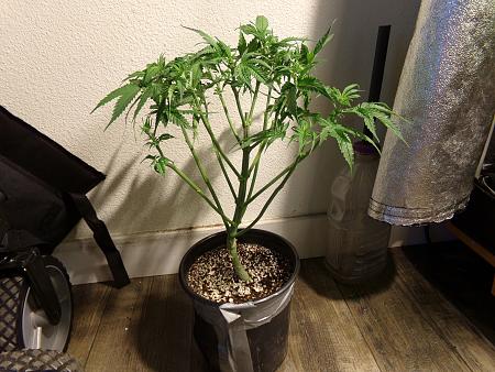 Click image for larger version

Name:	100_0971.jpg
Views:	17
Size:	3.45 MB
ID:	659371