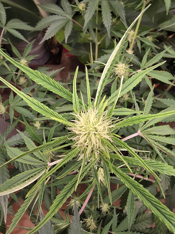 Click image for larger version

Name:	20251108_143229.jpg
Views:	20
Size:	2.18 MB
ID:	659415