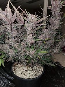 Click image for larger version

Name:	20200301_043027-1209x1612.jpg
Views:	415
Size:	843.0 KB
ID:	380284